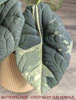 🌱 Alocasia Maharani Albo Rhizom