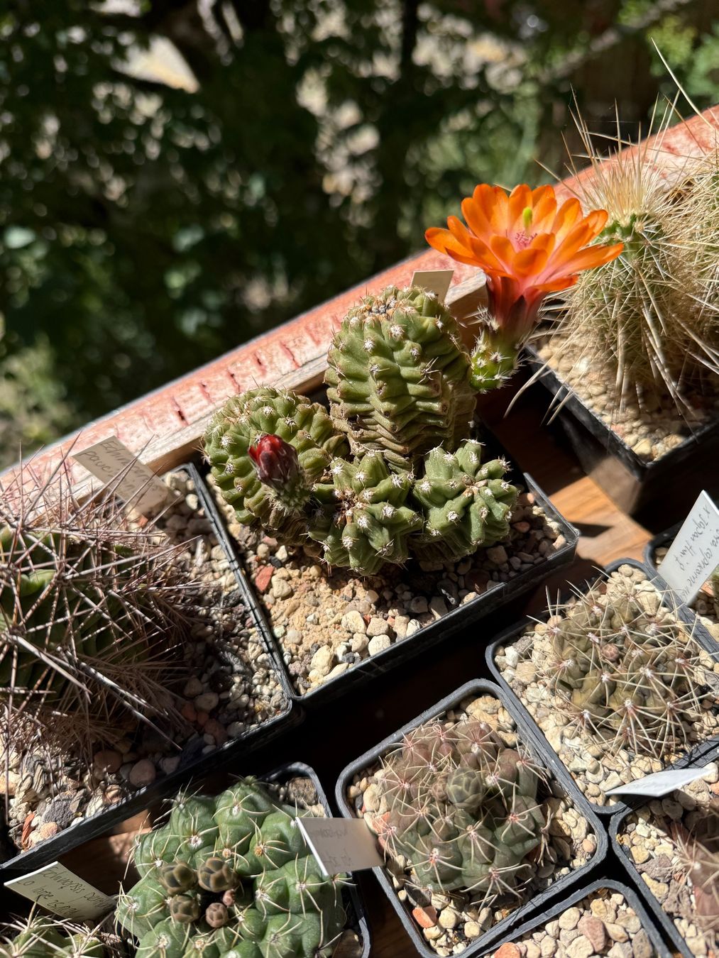 Piante & sementi: Echinocereus triglochidiatus v. inermis – Usato da Rorbas venduto da SimS0n 1