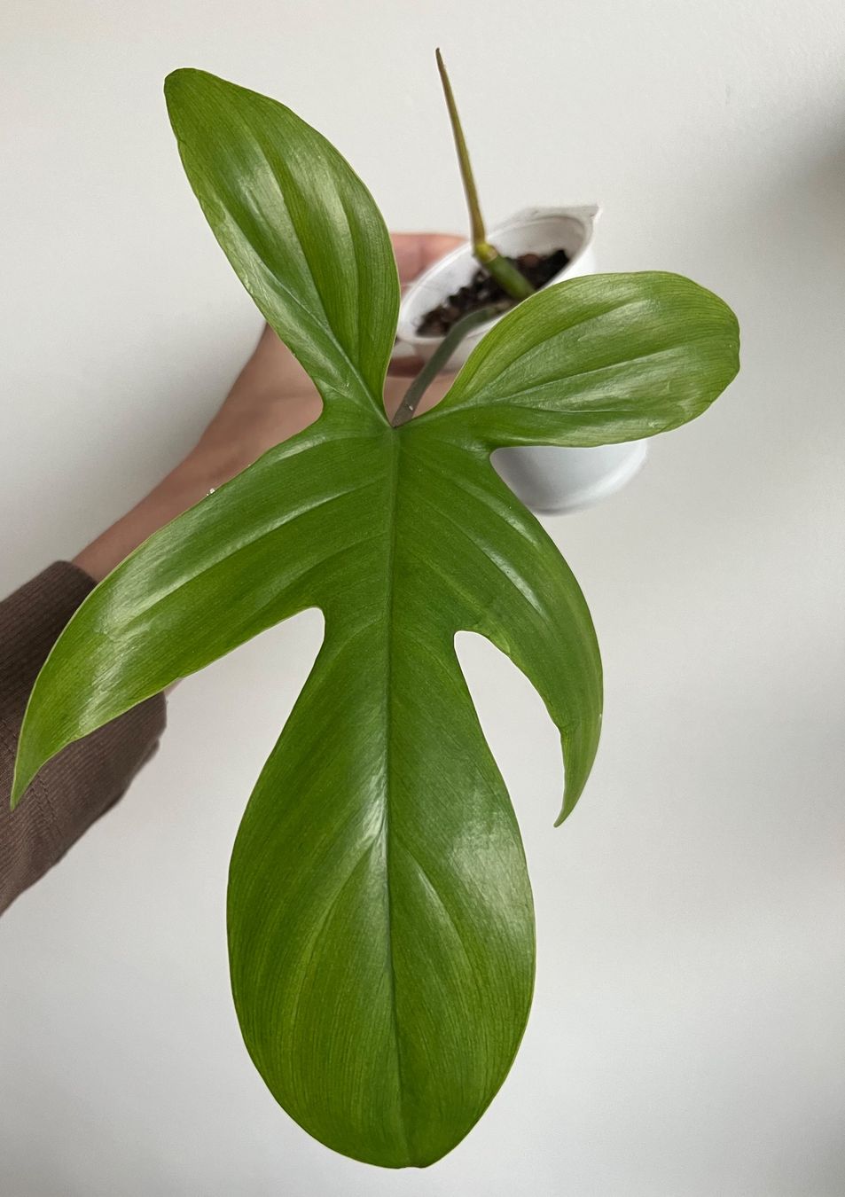 Piante & sementi: 🔥Philodendron Florida Ghost – Usato da Glattpark(Opfikon) venduto da ste_n99y 2