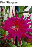 Epiphyllum „Kiwi Stargazer“ Blattkaktus Epicactus