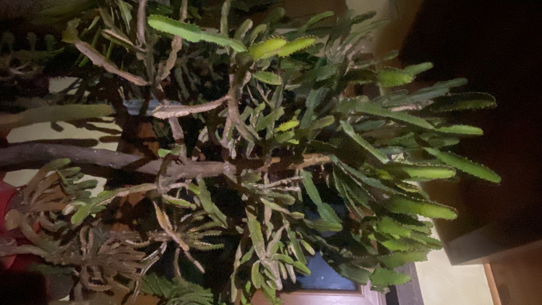 Piante & sementi: Grande euphorbe cactus env. 210cm – Usato da Lajoux JU venduto da Briard0 1