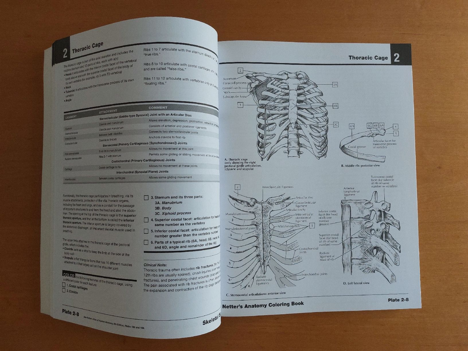 Libri: Netter’s Anatomy Coloring Book – Usato da Stabio venduto da g_collector7 2