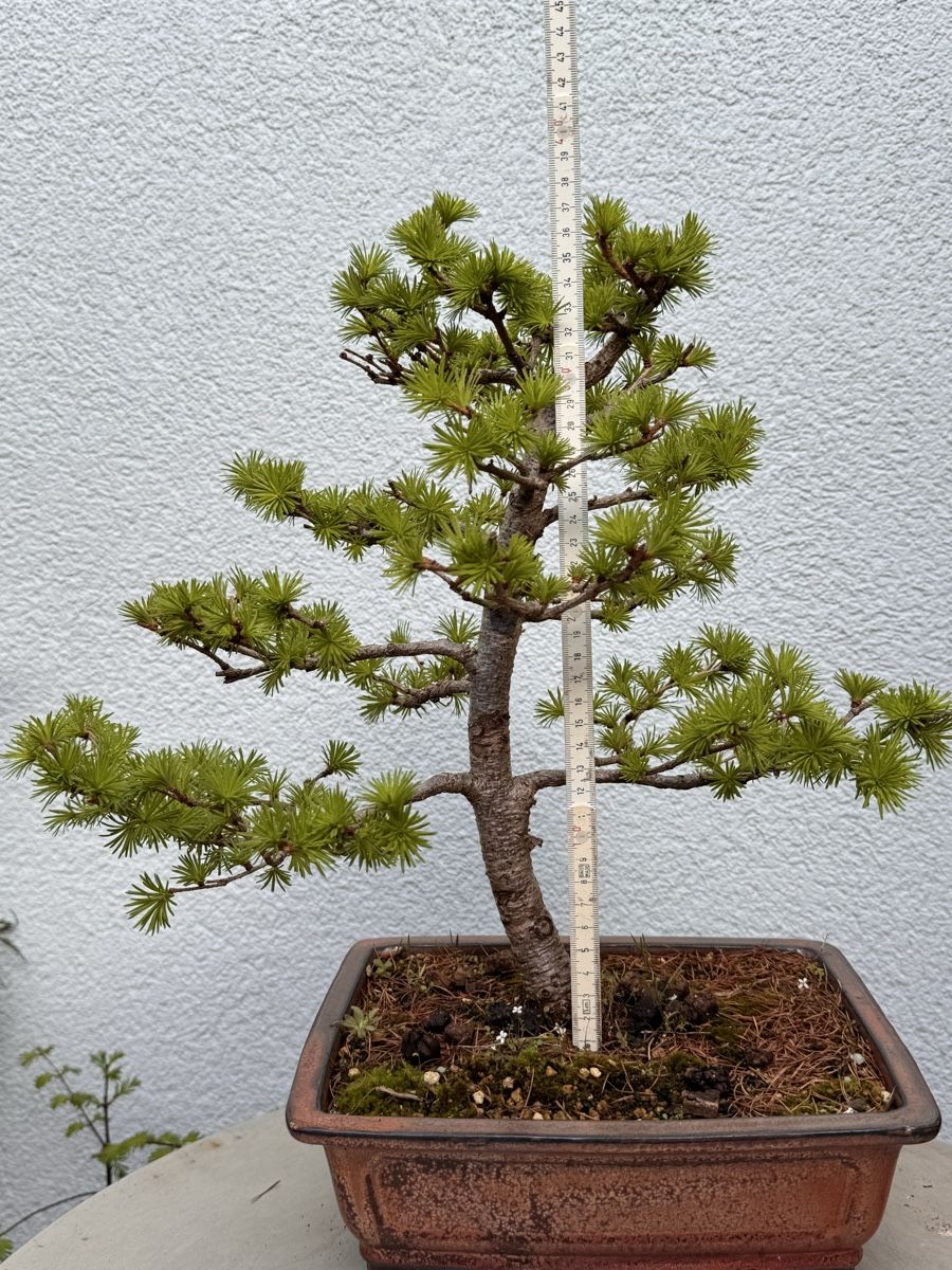 Piante & sementi: Bonsai/Lärche – Usato da Münchwilen TG venduto da baluzi3 4