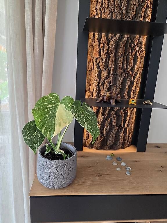 Piante & sementi: Monstera deliciosa Thai Constellation – Usato da Jona venduto da pau_g7rc 1