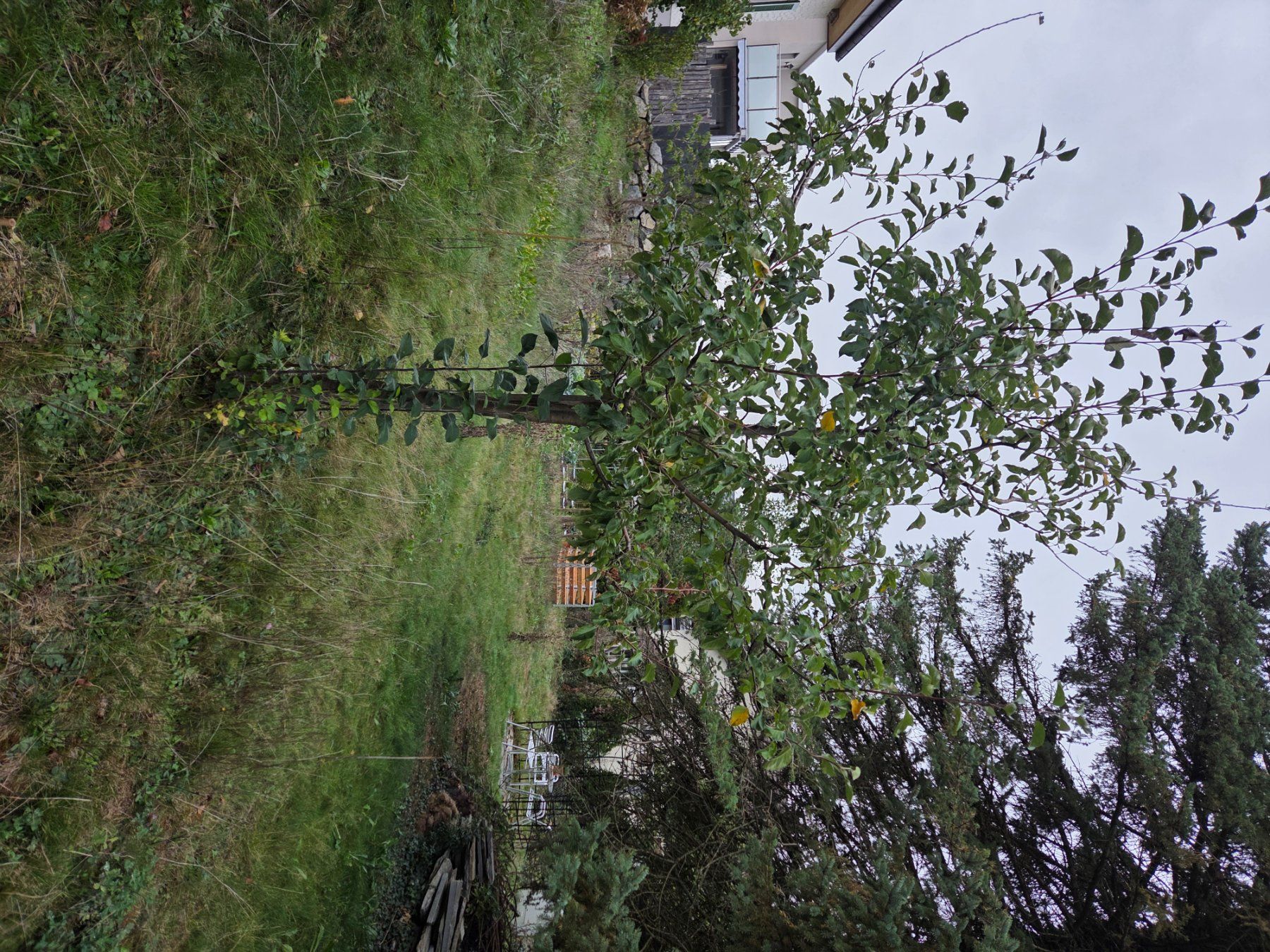 Pflanzen & Samen: Apfelbaum – Gebraucht aus Staufen von Nikita0210