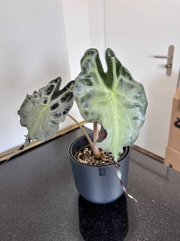 Pflanzen & Samen: Alocasia Venom – Gebraucht aus Oberbuchsiten von Muskatellerchen