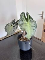 Alocasia Venom