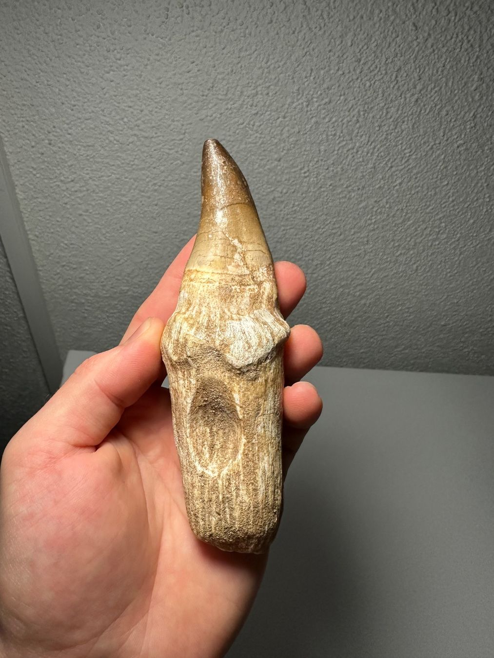 Fossili: Grosser Mosasaurus Zahn inkl. Wurzel – Usato da Lutzenberg venduto da CS65 4