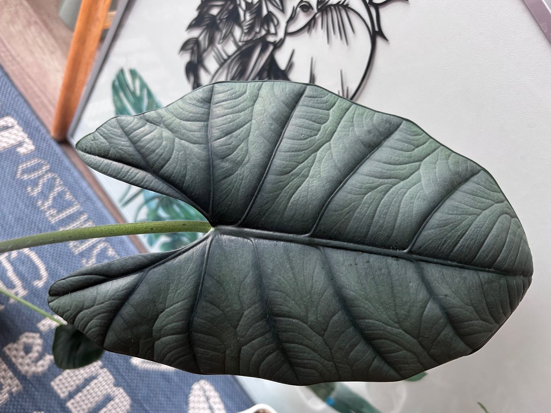 Piante & sementi: Alocasia Nebula Elaine – Nuovo (secondo la descrizione) da Scherzingen venduto da Elefantenohr.ch 1