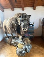 Prächtiges Moschusochsen-Tierpräparat