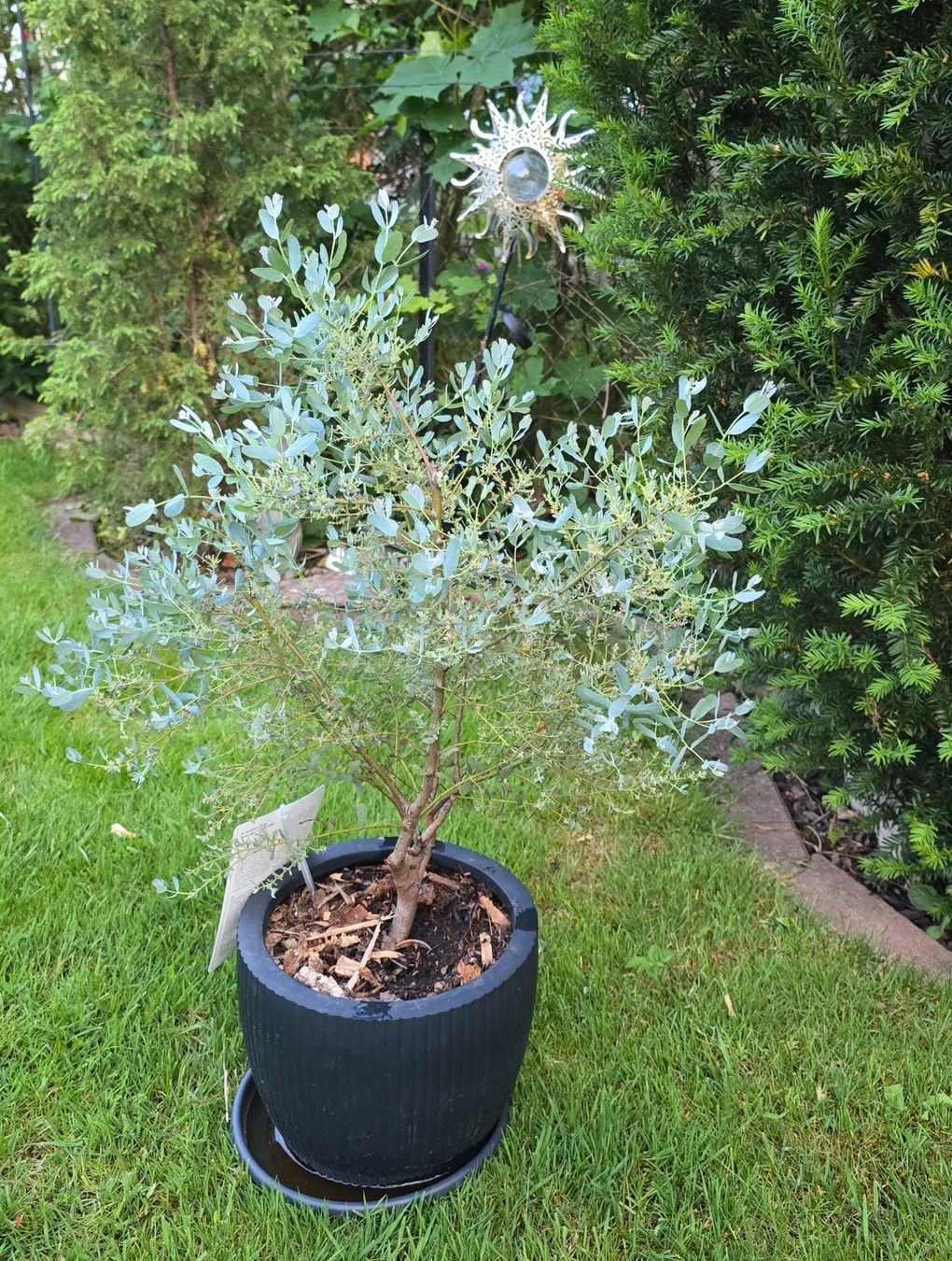 Piante & sementi: Eucalyptus gunnii 'France Bleu – Usato da Aarburg venduto da popkorn65 2