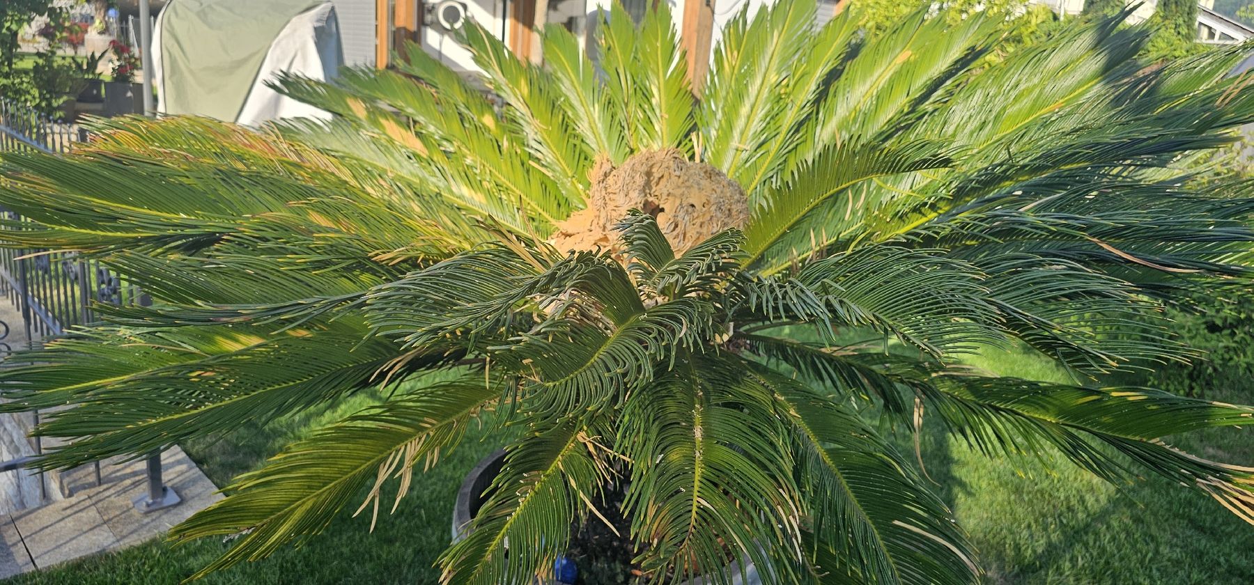 Piante & sementi: Japanischen Palmfarn inklusive Eichenfass  – Usato da Oeschgen venduto da pony77 1