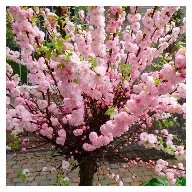 Piante & sementi: Amandier à fleurs  20cm – Nuovo (secondo la descrizione) da Bremblens venduto da FIBONACCI369 1