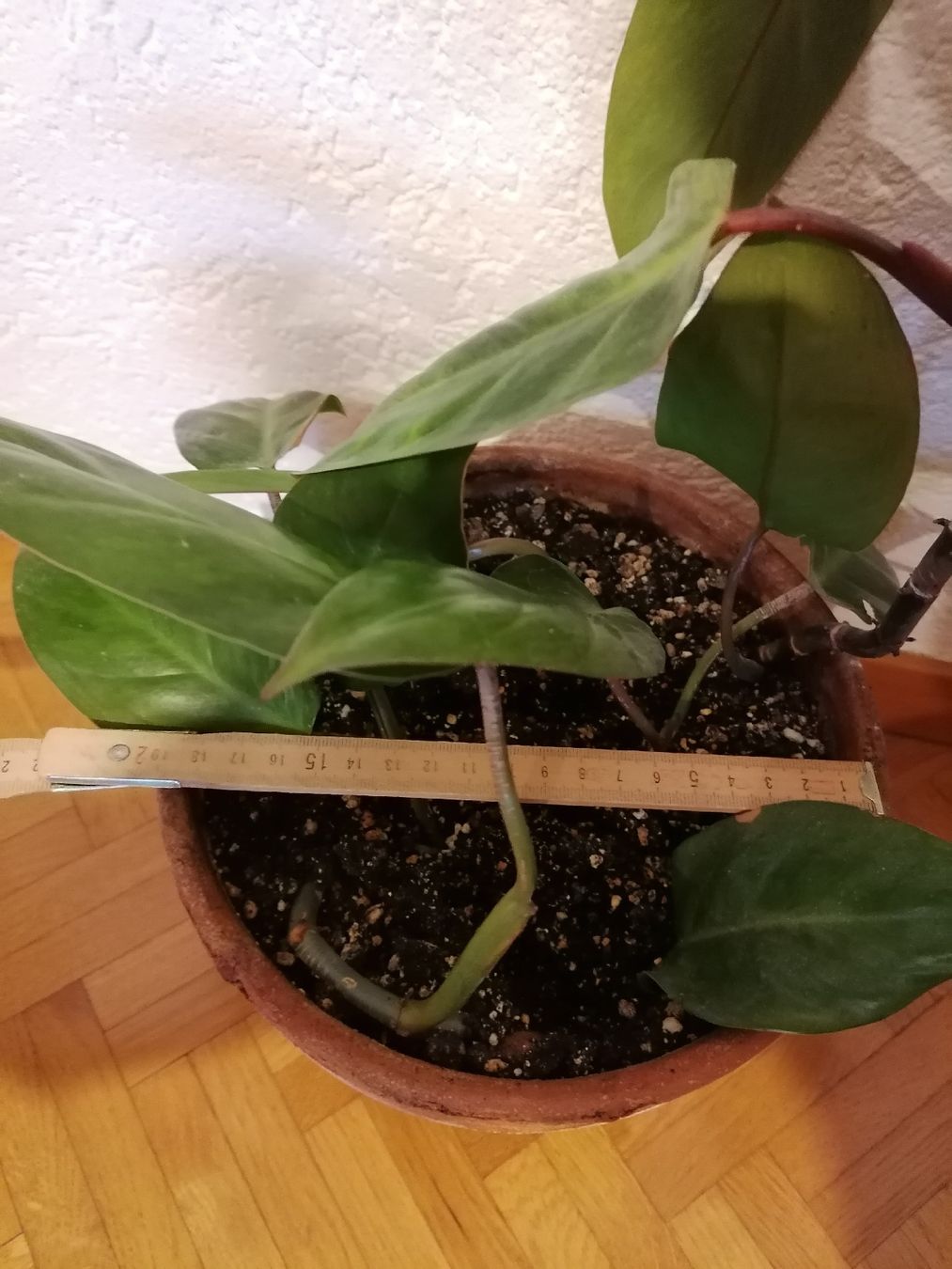 Pflanzen & Samen: Philodendron Painted Lady – Neu (gemäss Beschreibung) aus Le Mont-Pèlerin von dundun1 6