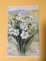 AK Kunst Chocolat Kohler 1926 Ambulant Motiv Narzissen