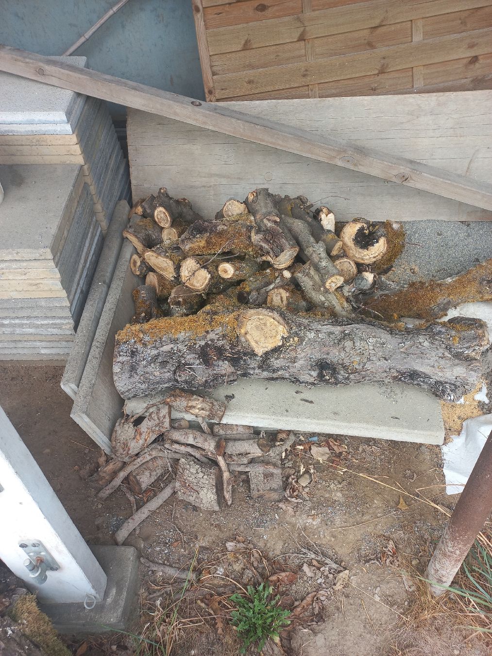 Articoli in legno: Apfelbaumstamm und Brennholz – Usato da Herzogenbuchsee venduto da Rohrzange 2