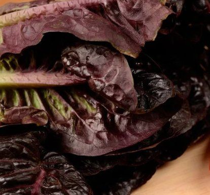 Piante & sementi: Roter Buttersalat  / 20 Samen – Nuovo (secondo la descrizione) da Hinteregg venduto da ERFOLG78 3