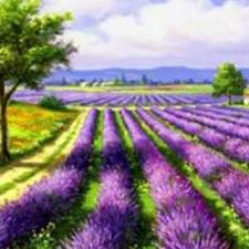 Profile image of Lavendel-888