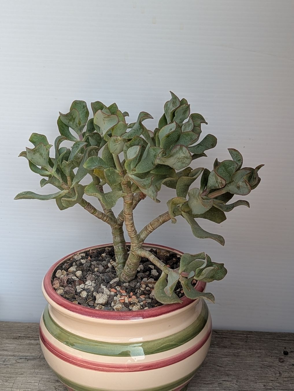 Plantes & graines: Crassula arborescens  – D'occasion à Comano par che_8lc2 1