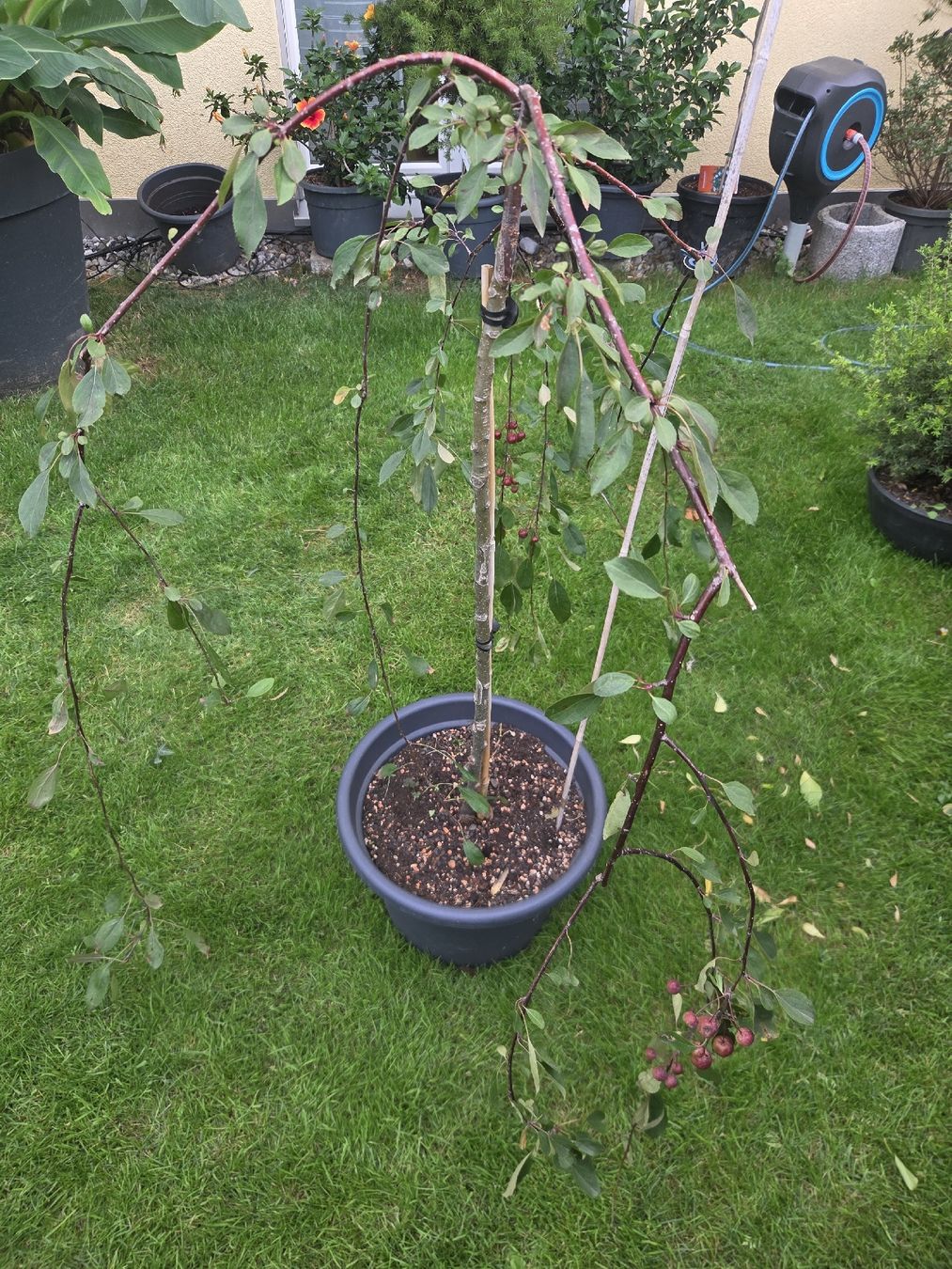 Plantes & graines: zierapfel kaskade winterhart  – D'occasion à Unterlunkhofen par tomnova 1