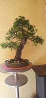 Solitär-Bonsai Prunus Mahaleb (Weichselkirsche)