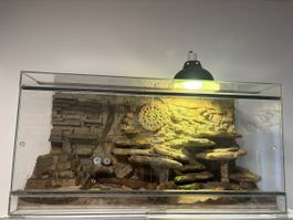 ✨Glasterrarium 100×50×40 cm mit 3D-Felsrückwand & Zubehör