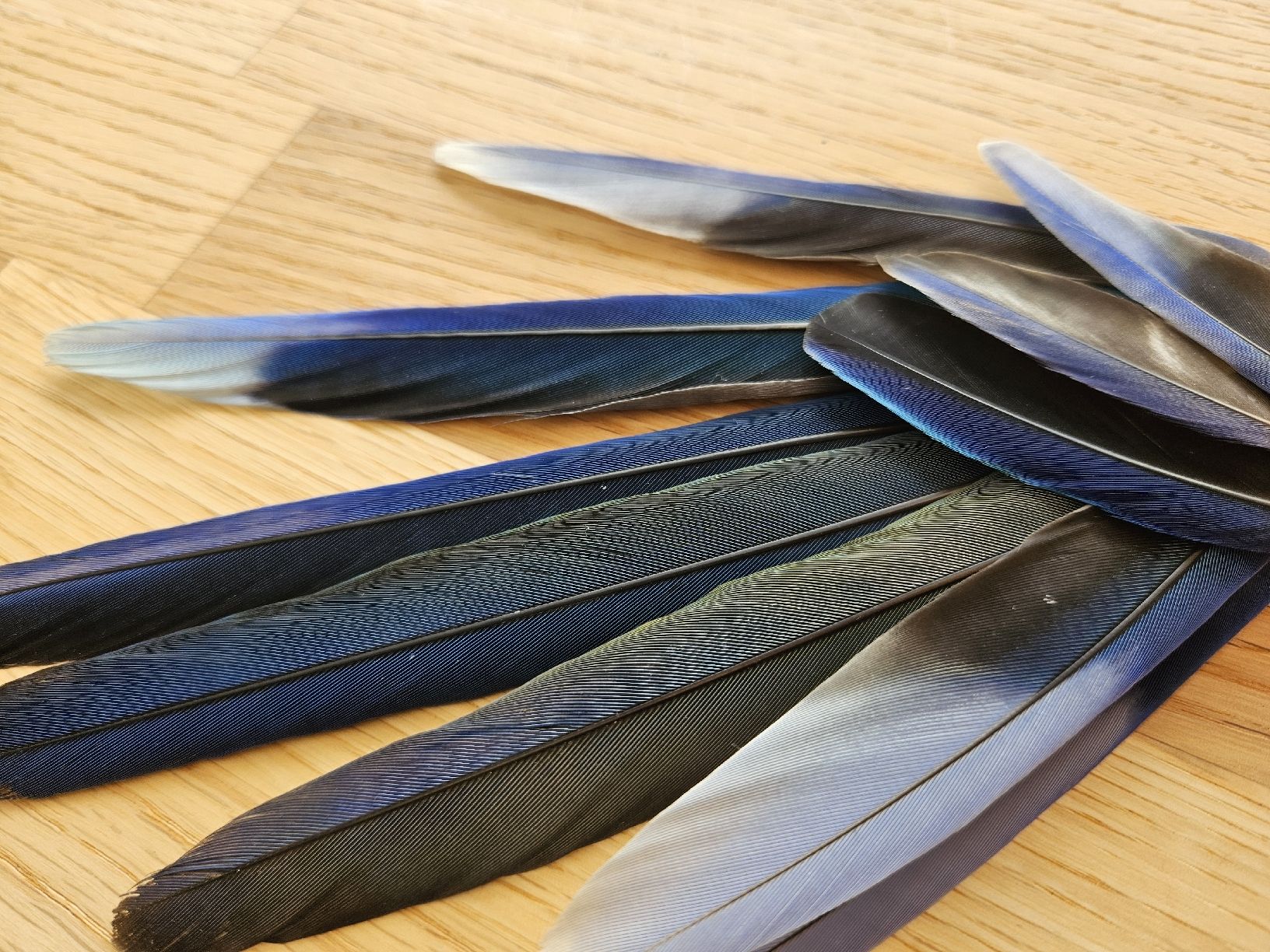 Welt der Tiere: Blaue Sittichfedern – Neu (gemäss Beschreibung) aus Wallenwil von luc_mei 2