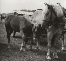 Pferde Studie - Originalfoto, ca. 1950er J., keine AK