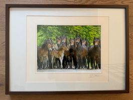 Gerahmtes Bild Pferdeherde, Passepartout – Holzrahmen, 72x52