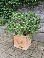 Grosser Geldbaum Pfennigbaum (crassula ovata) inkl. Topf