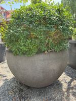Tium Gefässe Lotus