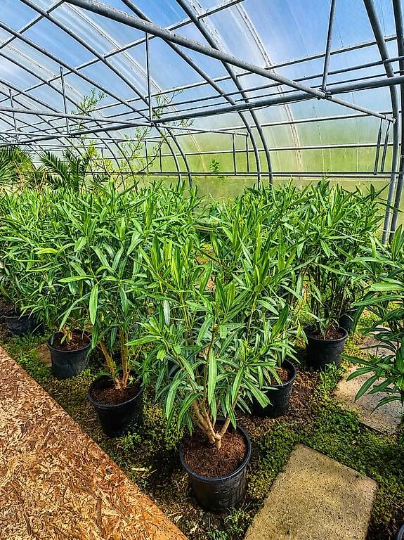 Pflanzen & Samen: 140 cm OLEANDER ROJO C30-15L – Neu und originalverpackt aus Zuckenriet von Thur_Plant 1