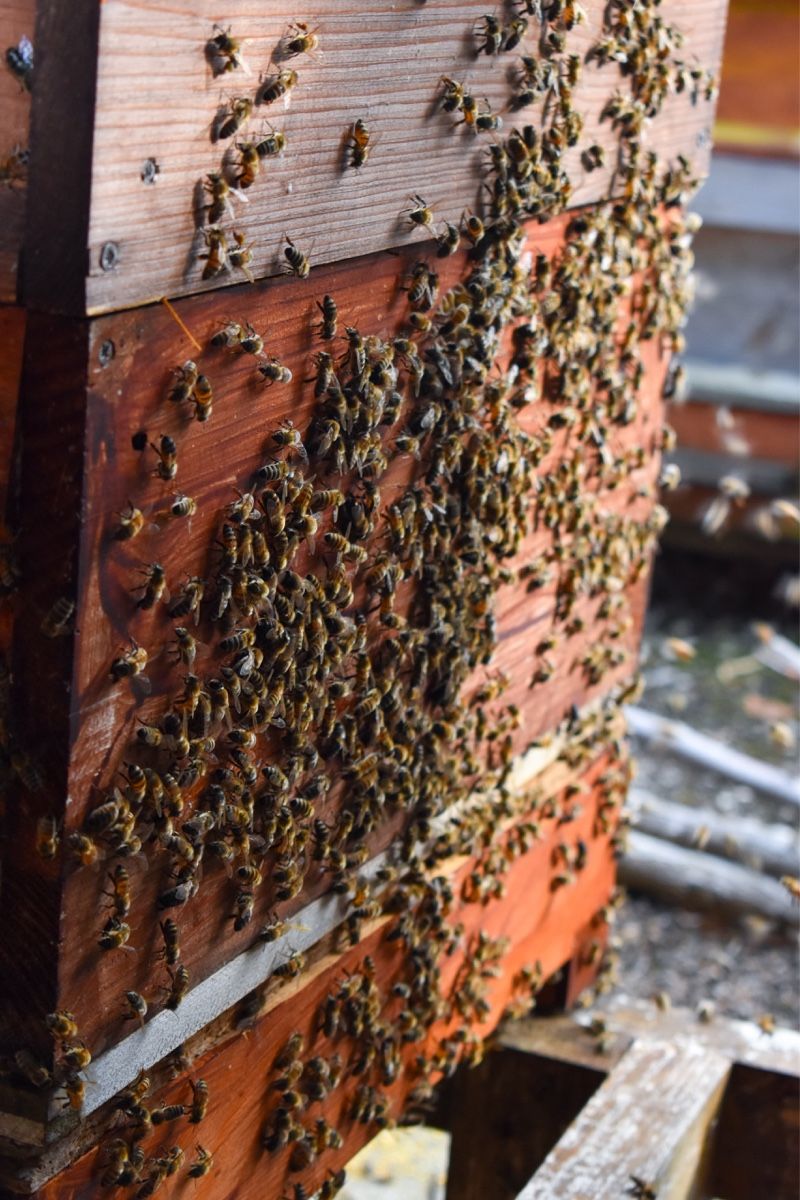 Lebensmittel & Spezialitäten: Bienenpollen – Neu und originalverpackt aus Boll von phi_g2nv 3