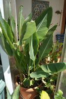 Musella lasiocarpa, Lotosbanane mit Blüte