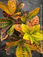 Codiaeum Variegatum - „Croton“ - tropische Farbenpracht