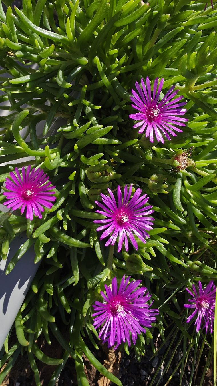 Piante & sementi: Delosperma cooperi Pink; winterhart – Nuovo (secondo la descrizione) da Zürich venduto da The_Plant_Wizard 5