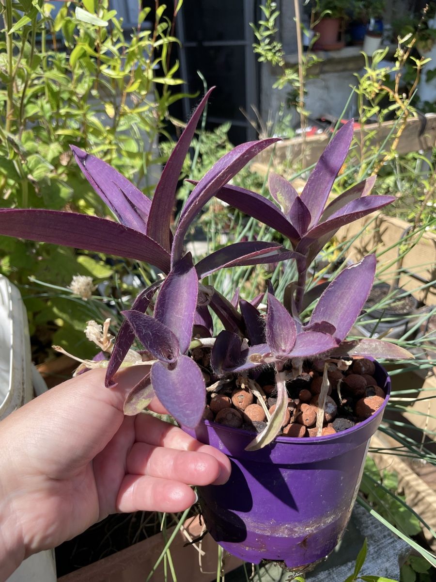 Pflanzen & Samen: Hänge Pflanze mit violetten Blättern – Neu (gemäss Beschreibung) aus Nidau von Beritundpan 1