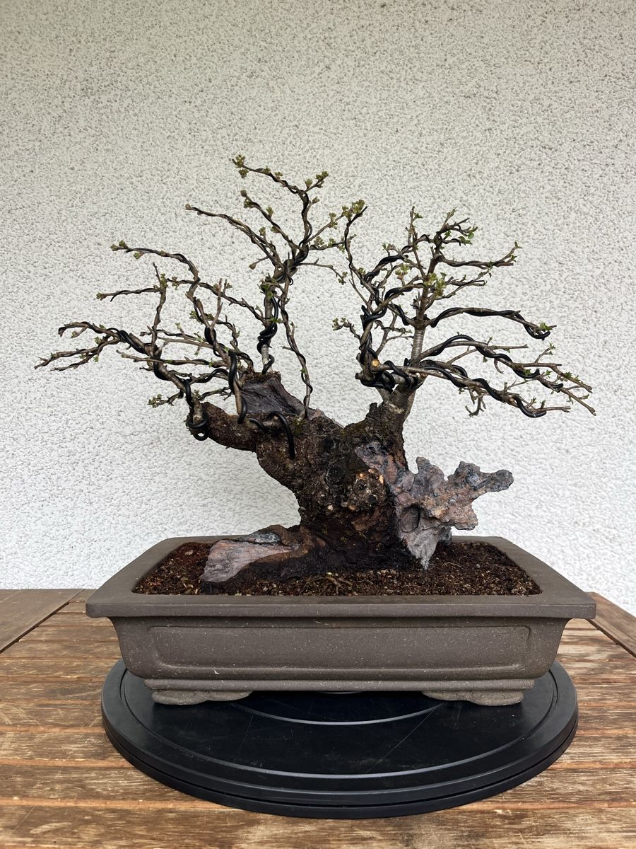 Pflanzen & Samen: Prunus mahaleb  – Neu und originalverpackt aus Hettlingen von BonsaiNaturist.com 1