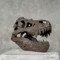 Tyrannosaurus Rex - Nachbildung Schädelskulptur
