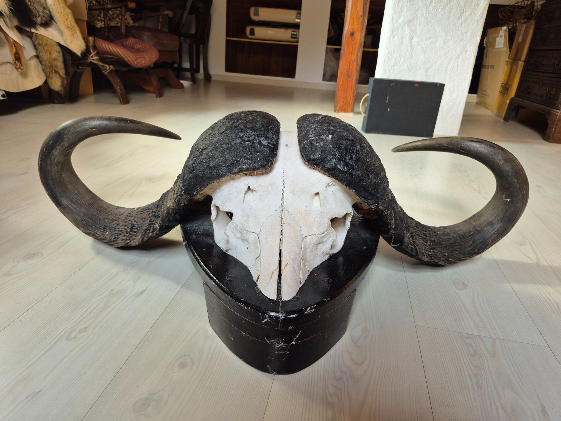 Il mondo degli animali: Trophée chasse buffle africain / Kaffernbüffel Jagdtrophäe – Usato da Treyvaux venduto da Kbh2000 8