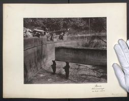 Fotografie Bern, Bären im Bärenzwinger