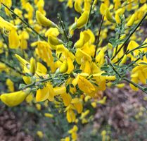 1 Strauch 50 cm Cytisus scoparius , Gelbbluhende Strauch