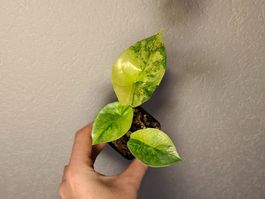 Alocasia Sinuata Aurea Variegata