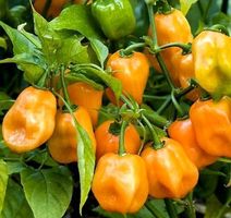 20 SAMEN GELBE HABANERO CHILI AUS MEXICO 20 RARE GRAINES