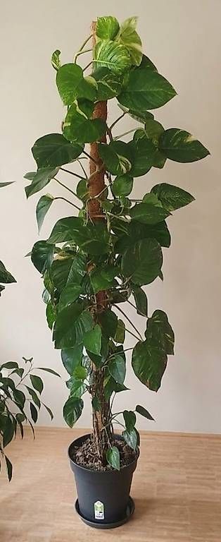 Plantes & graines: Effeutute aureum – D'occasion à Murg par rog_9fkd