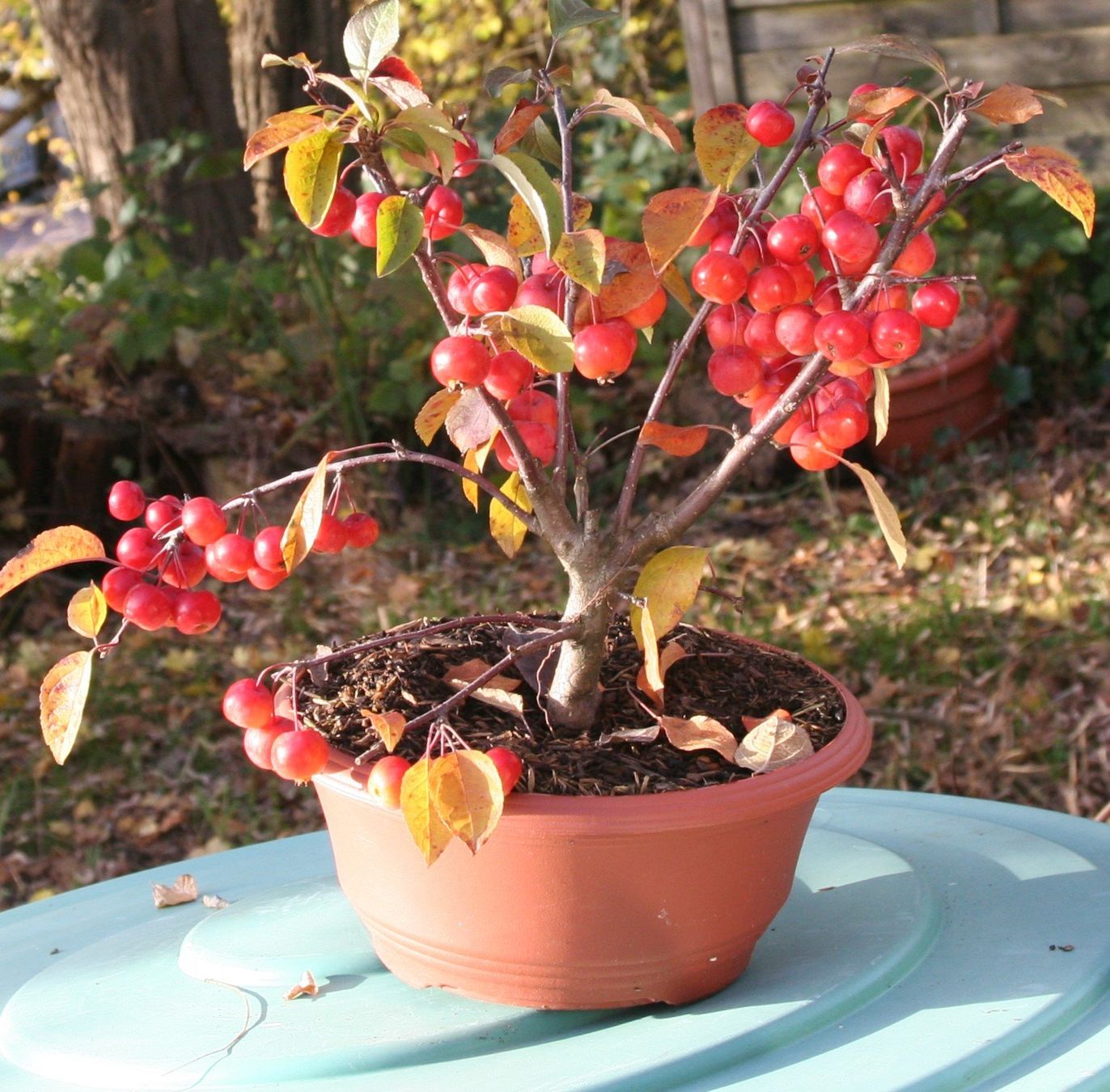 Piante & sementi: BONSAI  -  Zierapfel – Usato da Gretzenbach venduto da Sikim 3
