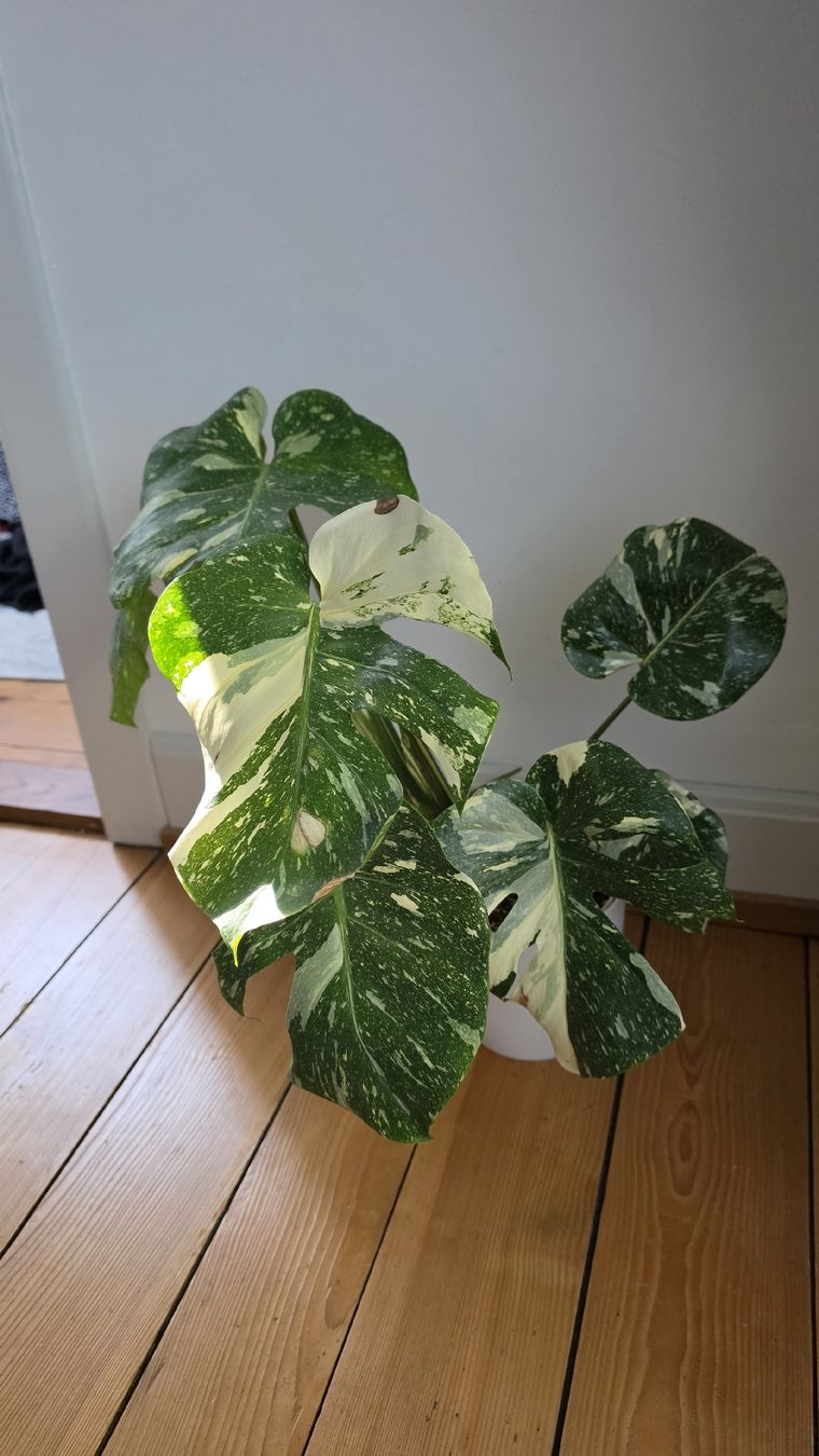 Piante & sementi: Grosse Monstera Verigata  – Usato da Hausen am Albis venduto da M.Kurz 3