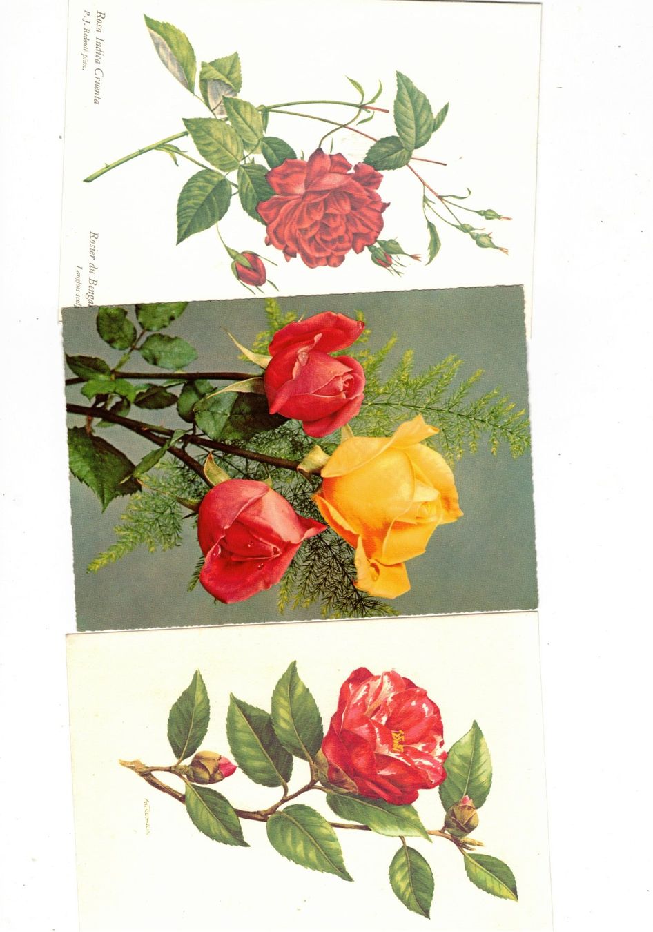 Cartoline postali: Rosen Blumen 11 Ansichtskarten – Usato da Widnau venduto da Seppl480 2