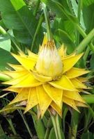 BANANIER LOTUS D'OR !  PLANT