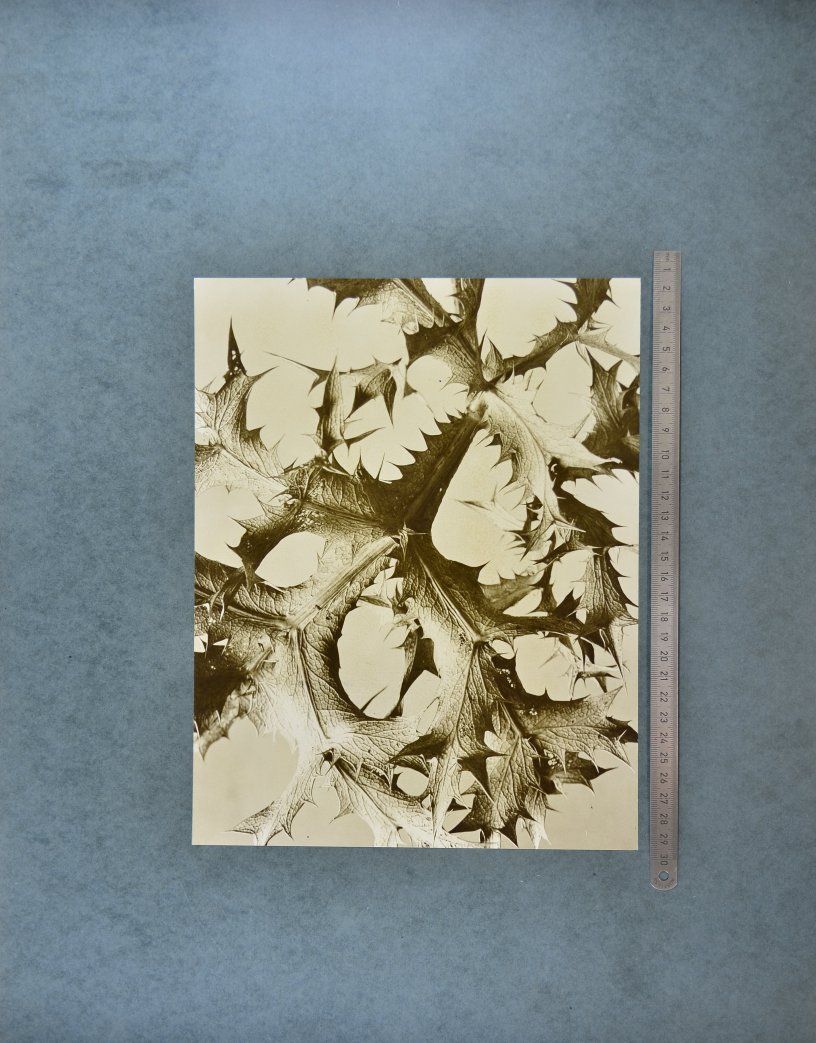 Fotografie & Manifesti: Fotografie Albert Renger-Patzsch, Compos – Usato da Berlin venduto da bartko-reher